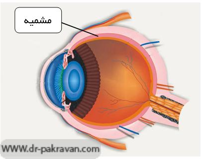 برش طولی چشم